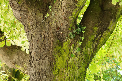 Implementing binary tree